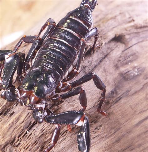 The Asian Black Forest Scorpion – Animal Scene Magazine.